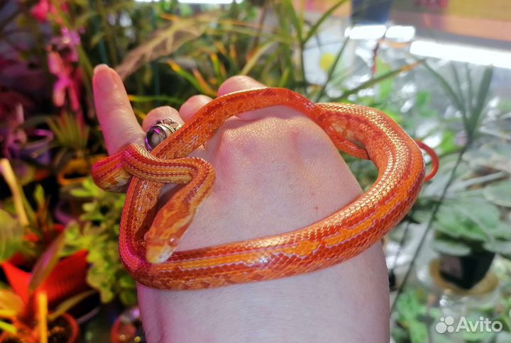 Маисовый полоз Amel и Snow Tessera, подростки