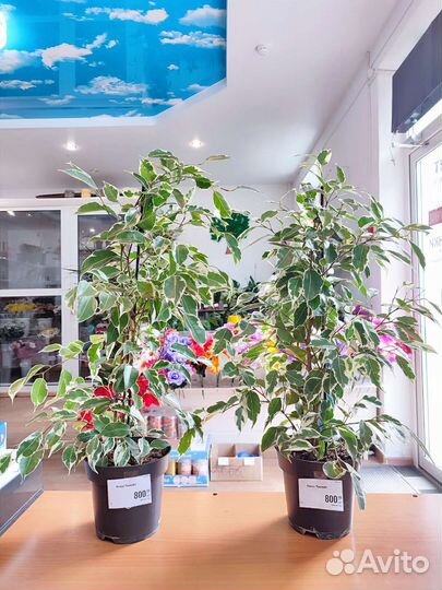 Разные Комнатные цветы растения Фикусы