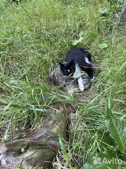 Кошки в добрые руки бесплатно