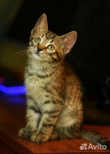 Чудесный малыш в дар