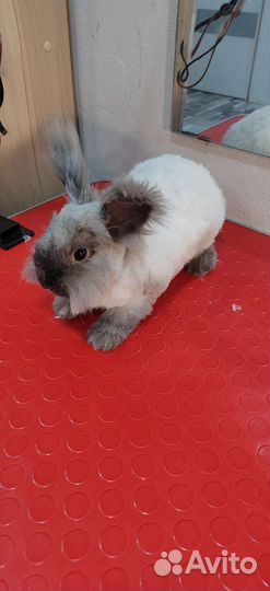 Стрижка собак и кошек