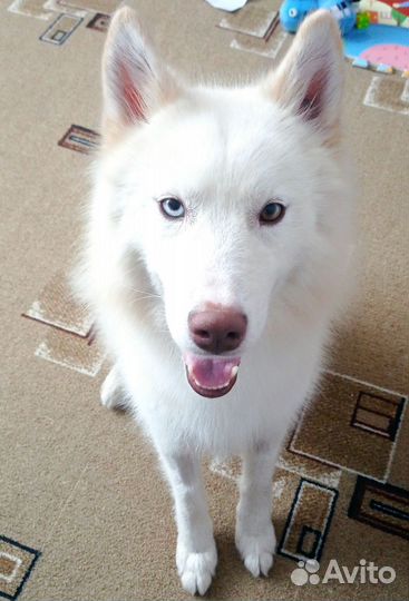 Метис хаски