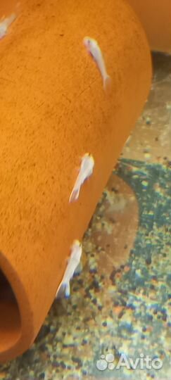 Анциструс white snow l144