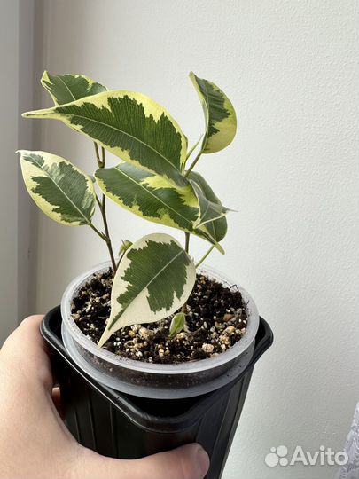 Фикусы Бенджамина