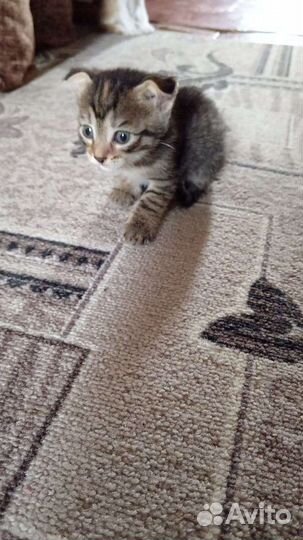 Отдам бесплатно котят в хорошие руки