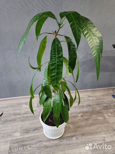 Манговое дерево