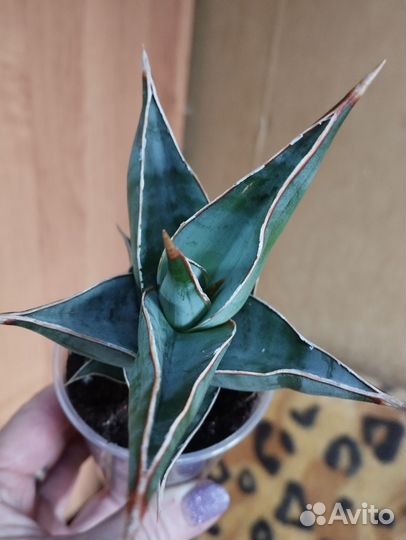 Сансивиерия