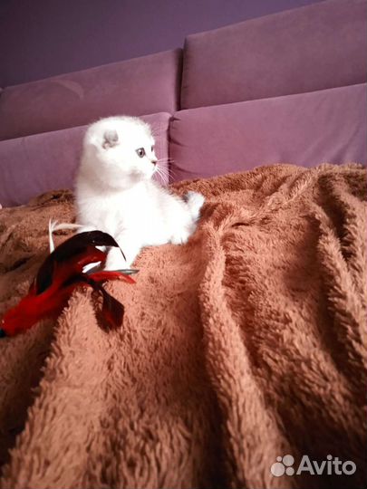 Серебристая шиншилла вислоухий малыш