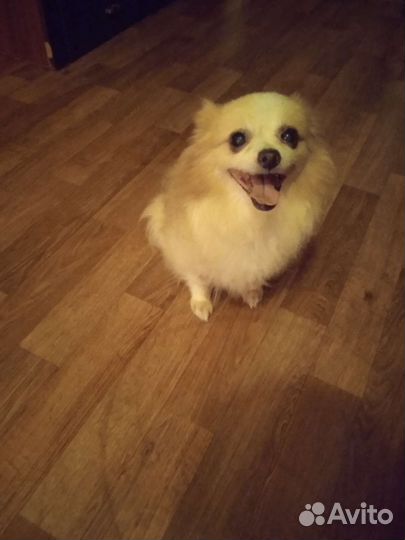 Шпиц с мальтезе взрослая отдам