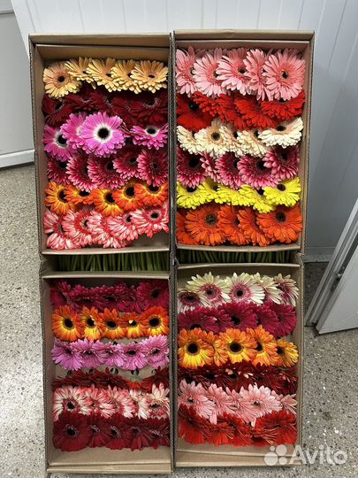 Цветы опт розница