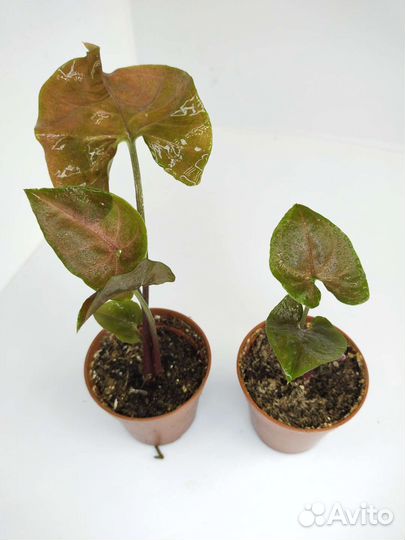 Сингониум брокант