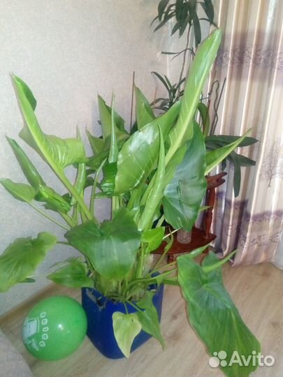 Калла Эфиопская белая