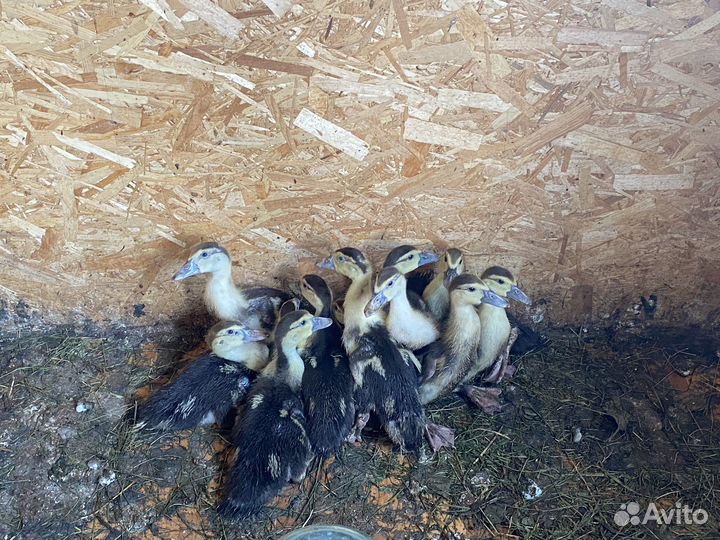 Взрослые индоутки и утята