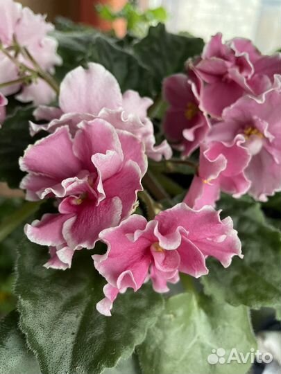 Цветущие красно-розовые фиалки