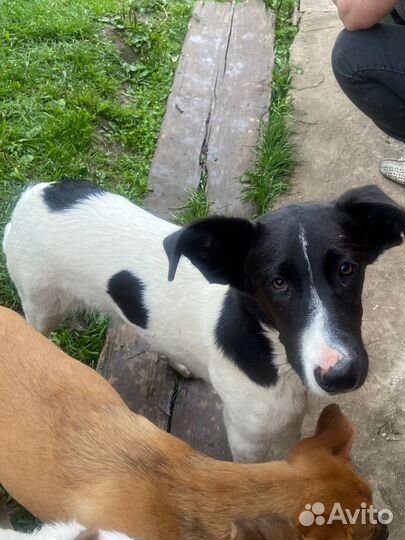 Собака щенок кобель мальчик бесплатно добрые руки