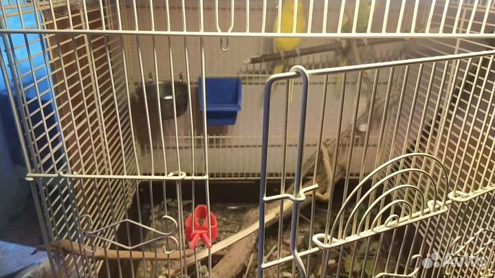 Клетка для попугая