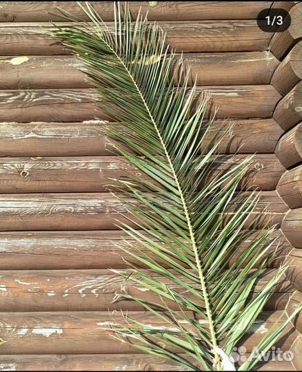 Листья Финиковой пальмы