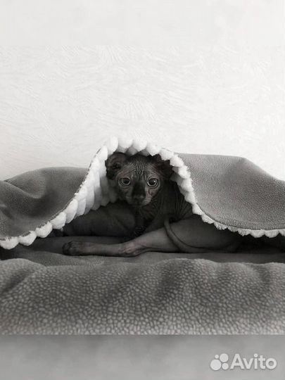 Когтеточка домик для кошки