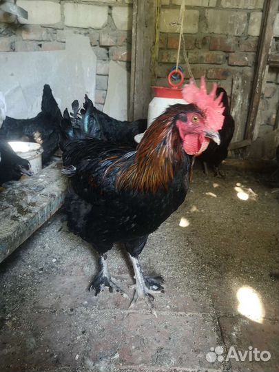 Молодые петушки