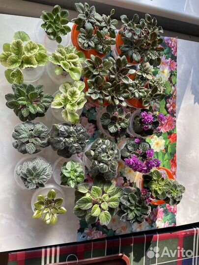 Фиалка сортовые мини