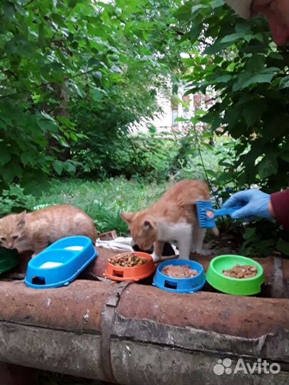 Котенок нуждается в любящей семье