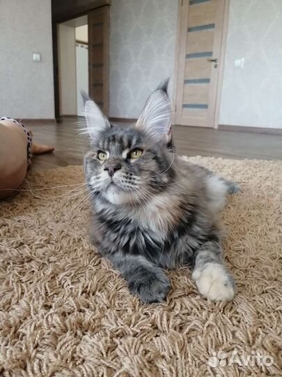 Мейн-кун кошка