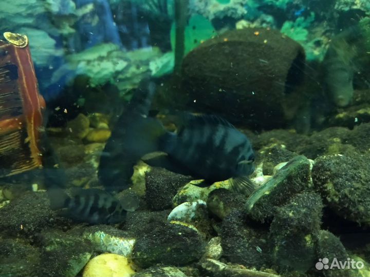 Рыбки цихлиды