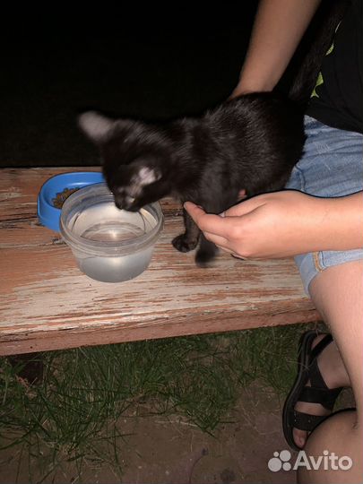 Отдам котёнка