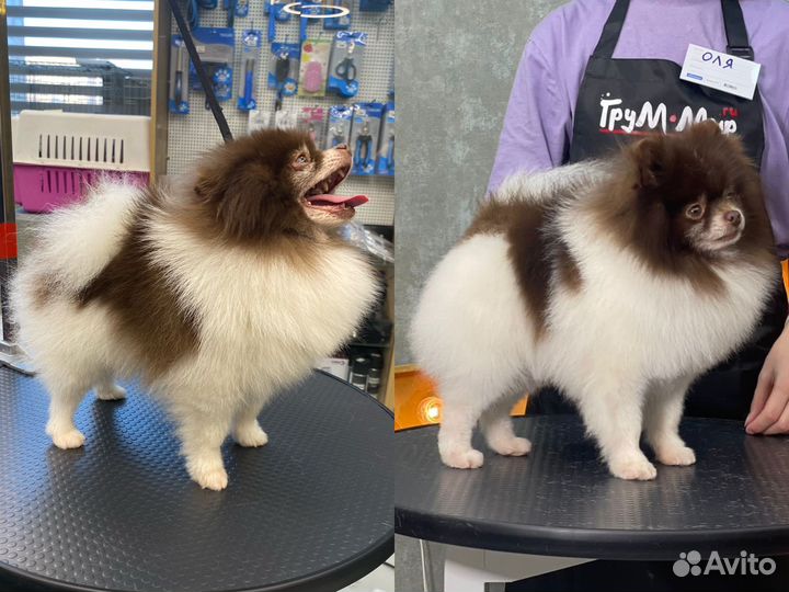 Груминг, стрижка собак