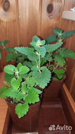 Мята,Салат листовой, Малина тибетская