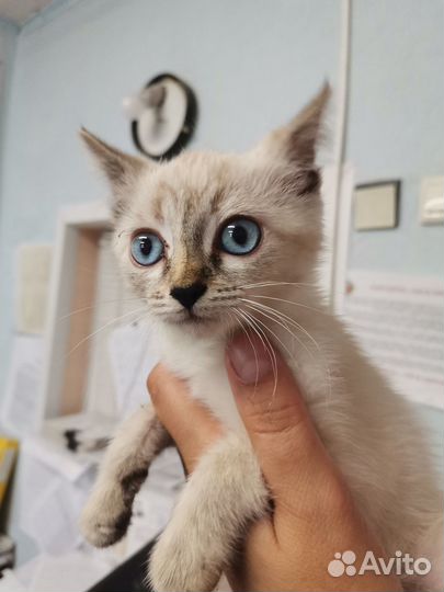 Кошечка в добрые руки