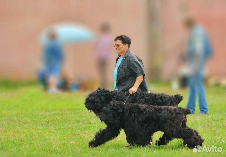 Русский черный терьер щенки
