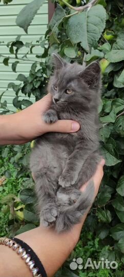 Котëнок в добрые руки