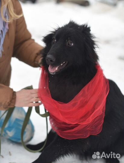 Молодой песик ищет дом, помощь приюту, собаки