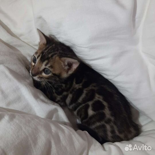 Бенгальская кошечка