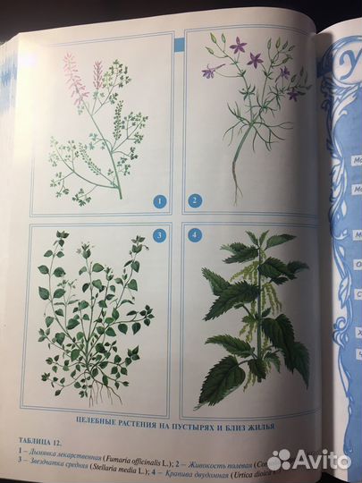 Большая Энциклопедия народной медицины