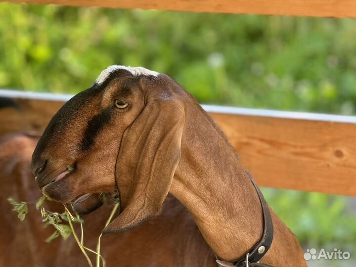 Нубийские козы