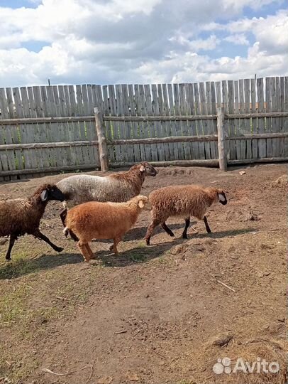 Баран и суягные овцы