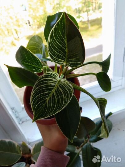 Филоденрон Вайт Мэжэ (Биркин)