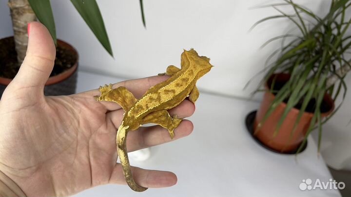 Бананоед Pinstripe Fire самец