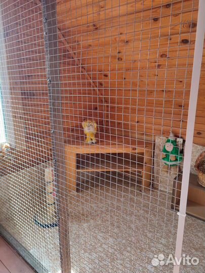 Передержка кошек, зооняня