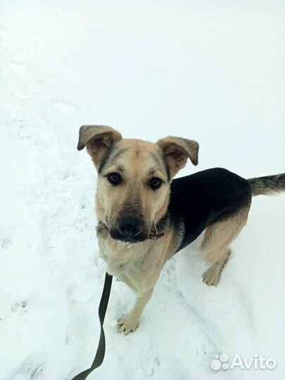 Отдаем в добрые руки