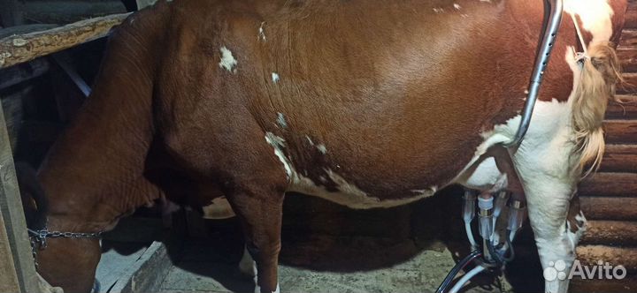 Молоко настоящее