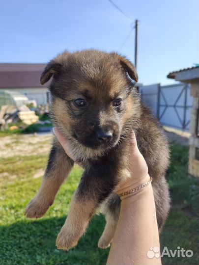 Щенки метисы немецкой овчарки