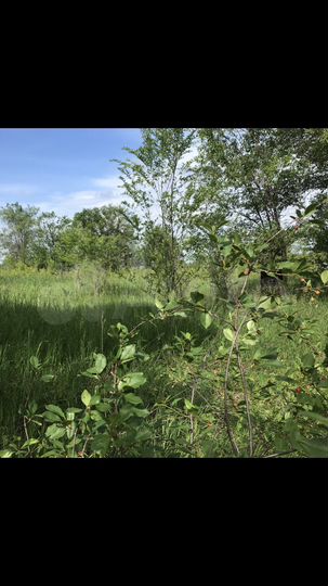 Участок 13,8 сот. (СНТ, ДНП)