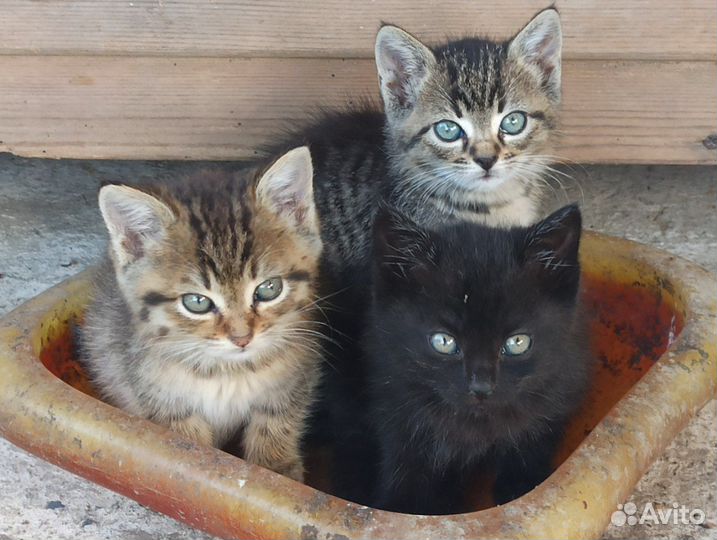Котята в добрые руки