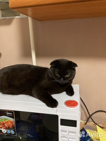 Случка кот британец