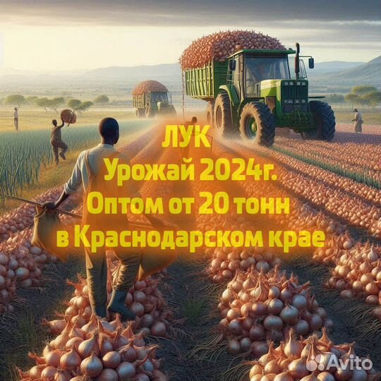 Лук репчатый Оптом 2024г. в Краснодарском крае