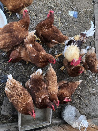Куры несушки ломан braun, петухи