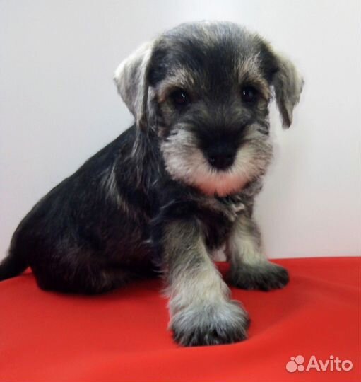 Цвергшнауцер